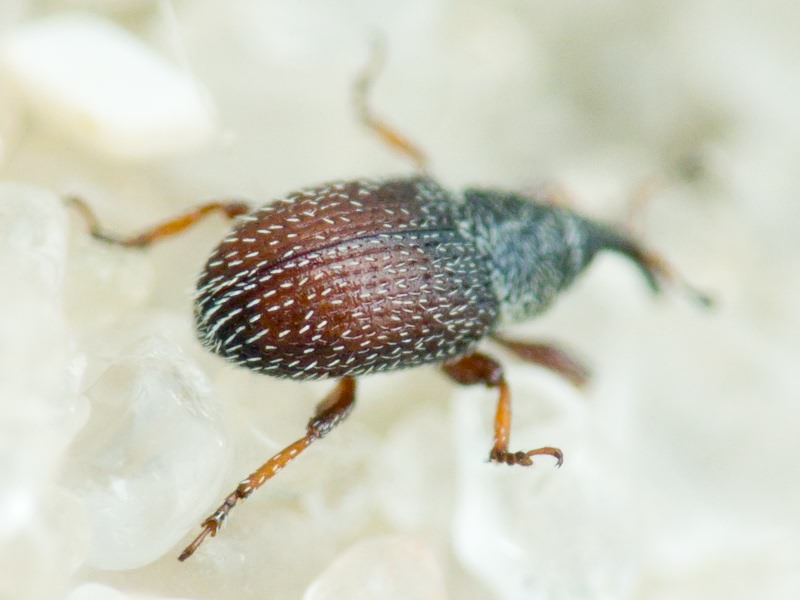 Mecinus plantaginis (Eppelsheimer, 1875)